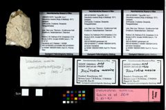 Foto (Objekt + Etikett) von Discutiolira moesica (Muţiu & Bădăluţă, 1971)  (NHMW-GEO-1990-0041-2478)